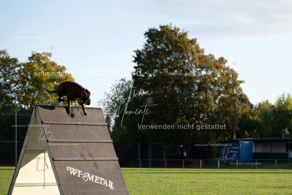_16A6040 | Einzigartige Fotos von Hunden & Menschen –Actionfotos, Portraits, Vereinsaufnahmen & Paarshootings – authentisch, lebendig & mit Herz.