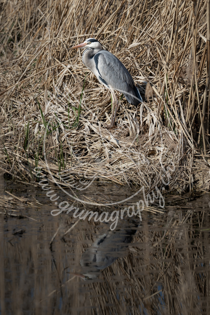 the waiting form - grey heron, switzerland | Authentische Landschafts- & Wildtierfotografie aus der Schweiz. Hochwertige Wandbilder, Fine-Art-Prints und Wunschmotive nach Auftrag – sorgfältig entwickelt im Grumagraphy-Style