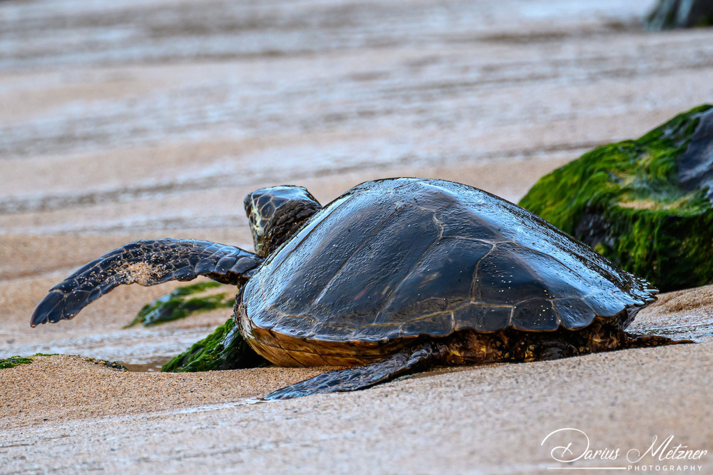 DSC_8315 | Fotografien, Fotos und Bilder aus Mainz, Frankfurt, Wiesbaden und anderen Orten auf der Welt - Fotografiert von Darius Metzner