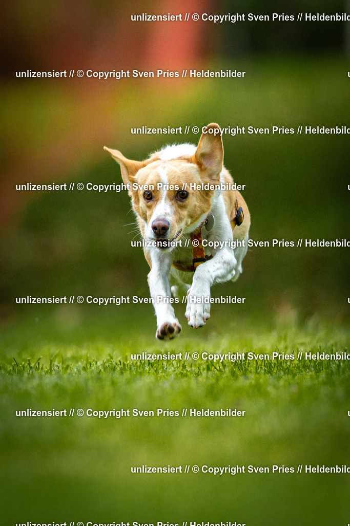 Sven Pries | 2025-09-21 - Hunderennen Baden-Oos - Realisiert mit Pictrs.com