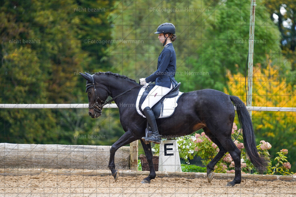 20221008-FAH00927 | Diessen am Ammersee, 2022, Dressur- und Springturnier, Reitsportbilder, Turnierfotografen Bayern, Pferdefotografen, Fotoagentur Herrmann, Turnierbilder