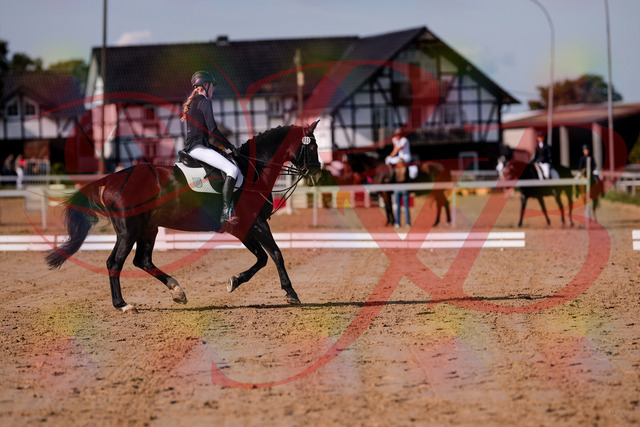 2026_10_03_Siefer-Hof_115615_Z81_96561798 | Professionelle Reitsport-, Turnier- und Eventfotografie von Robert Broda. Galerien mit ausgewählten und bearbeiteten Bildern direkt online ansehen und bestellen.