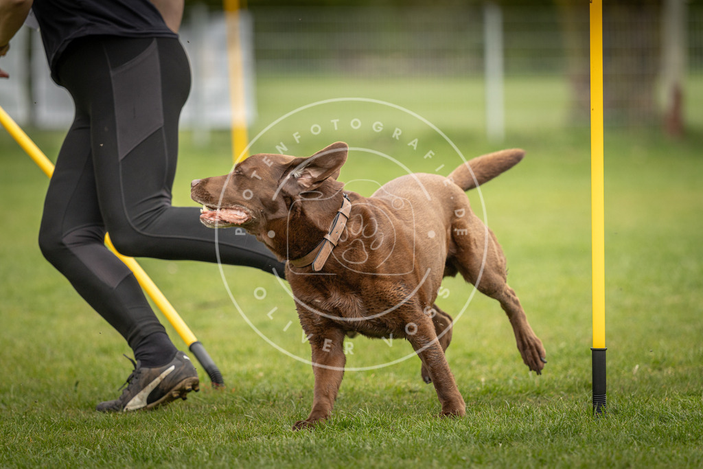 Pfotenfotografie_DV3A9416 | Hundefotografie, Tierfotograf, Pfotenfotografie, Fotoshooting Hund, Hunde Portrait, Hundesport, Hundeportraits, Heideshooting, Hunde, Sportfotograf, Hundefotograf, Turnierhundsport, THS,  - Realisiert mit Pictrs.com