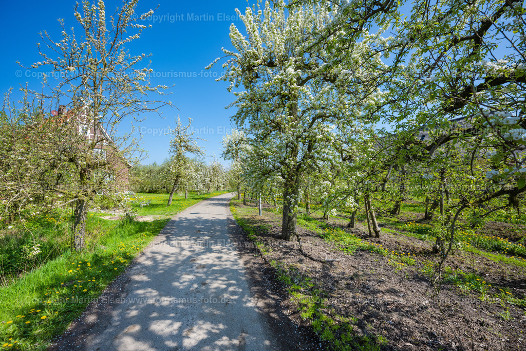 Wisch Kirschblüte_ELS_9916230423 | Fotos aus den Touristenorten aus Norddeutschland. - Realisiert mit Pictrs.com