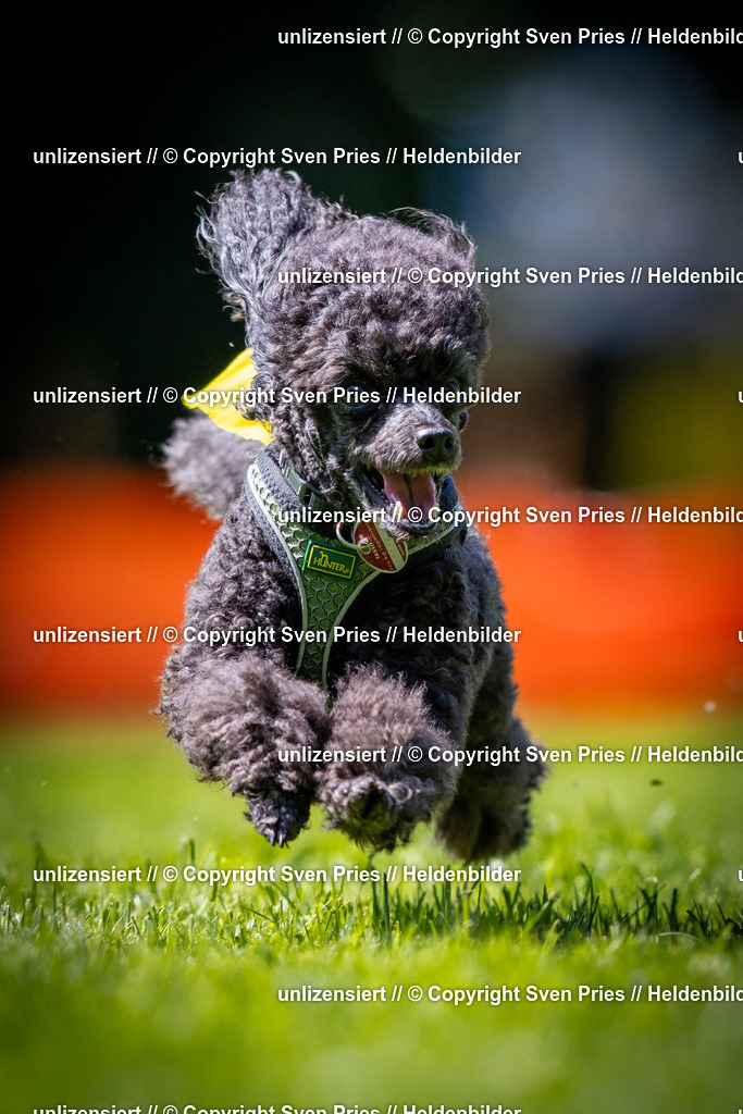 Sven Pries | 2025-08-10 - Hunderennen Durlach - Realisiert mit Pictrs.com