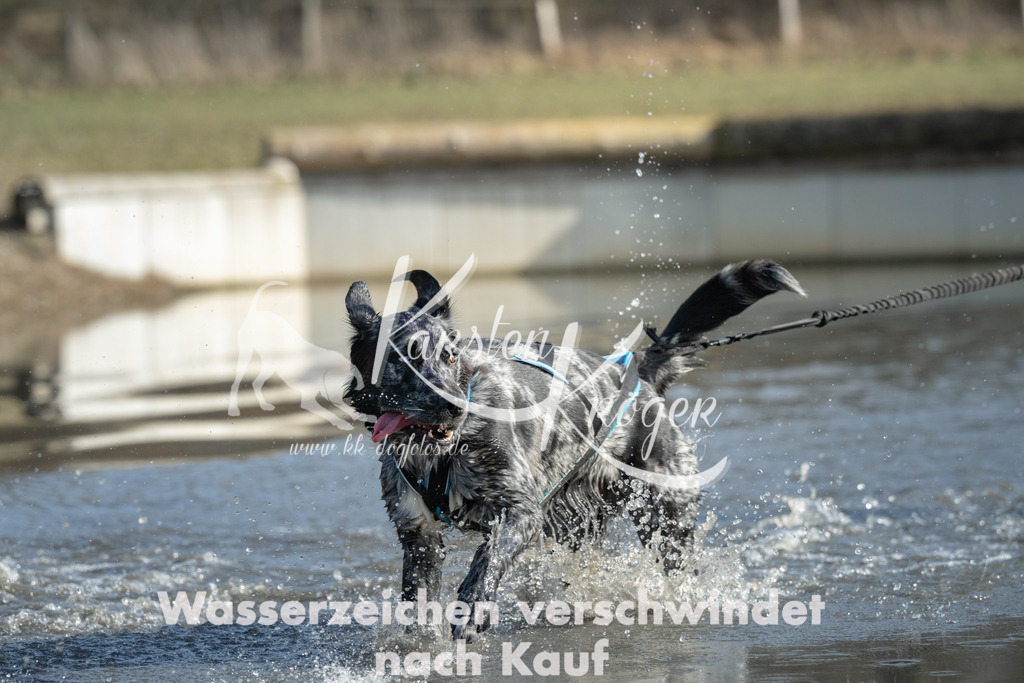 1328_ZZ96388 | kk-dogfotos