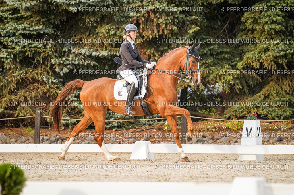 DSC09431 | Pferdegrafie