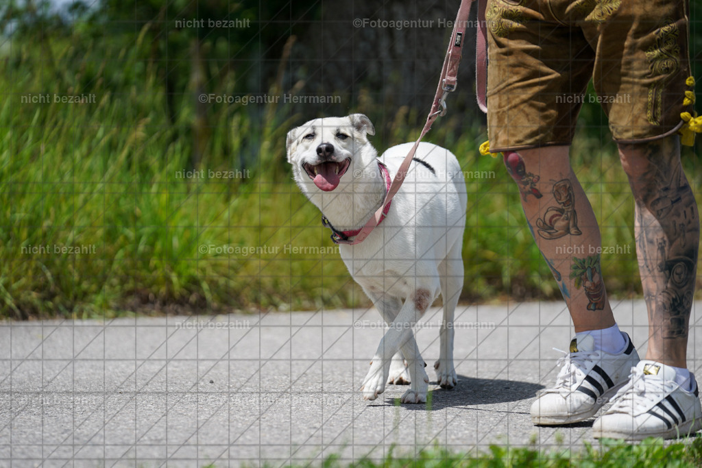 20240622-FAH07219 | Turnierfotografen Bayern, Reitsportbilder aus dem Geländekurs mit Felix Etzel auf dem Gut Waitzacker 2024