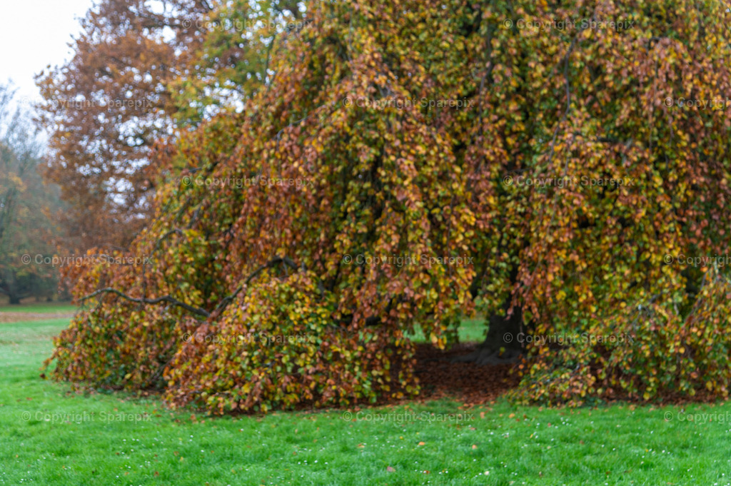 CRO_Autumn_Trees16_Bokeh | sparepix - Realisiert mit Pictrs.com