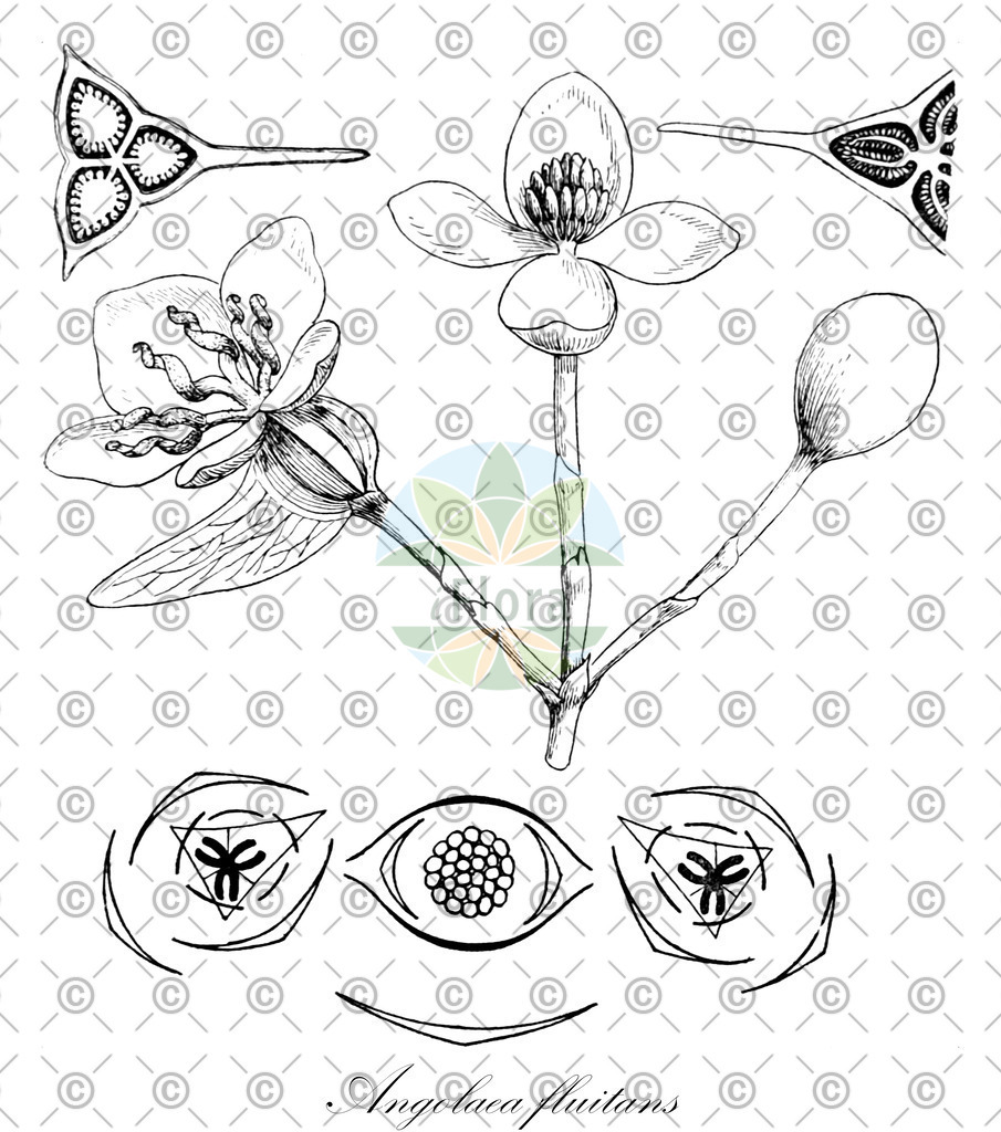 HistAbb_wfo-0000536542_229_ENZY_Simple | Historische Abbildung von Angolaea fluitans - Podostemaceae | Historical Illustration of Angolaea fluitans - Podostemaceae
