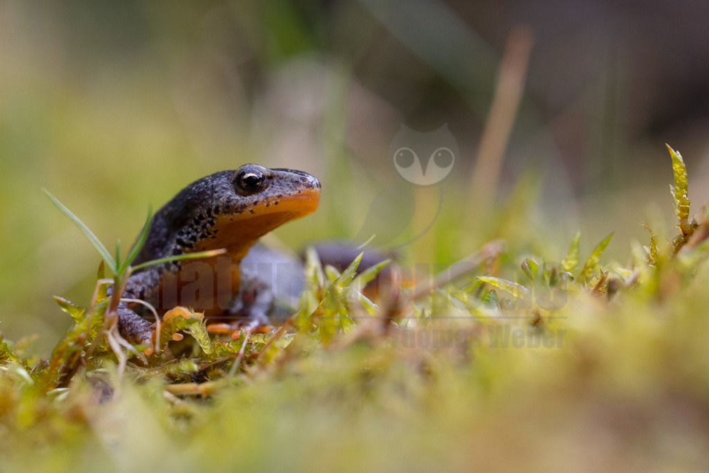 20230325104454 | Der Bergmolch oder Alpenmolch gehört zur Ordnung der Schwanzlurche innerhalb der Klasse der Amphibien. Die Art ist in Teilen Europas verbreitet. Der Bergmolch wurde zum „Lurch des Jahres 2019“  - Realisiert mit Pictrs.com