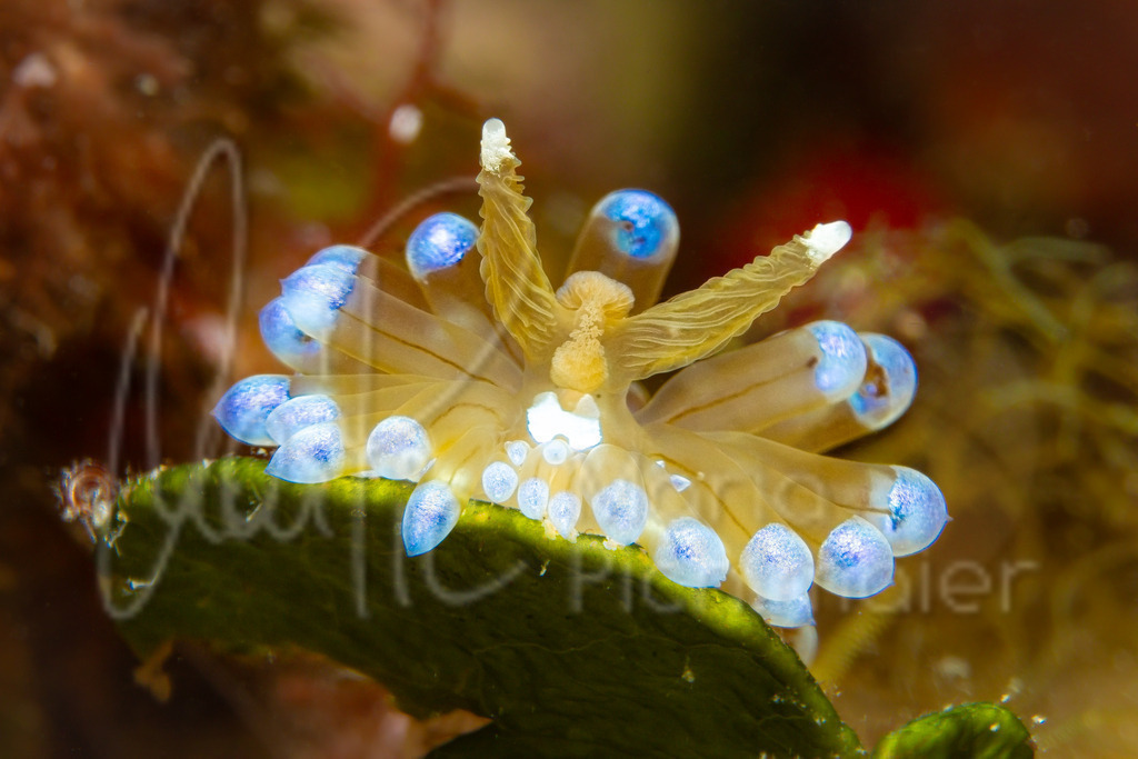 Antiopella cristata | ehem. Janolus cristatus - Realisiert mit Pictrs.com