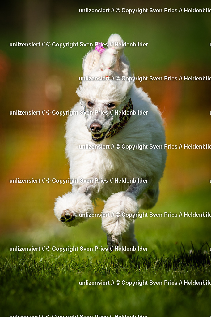 Sven Pries | 2025-04-13 - Hunderennen Baden-Baden - Realisiert mit Pictrs.com