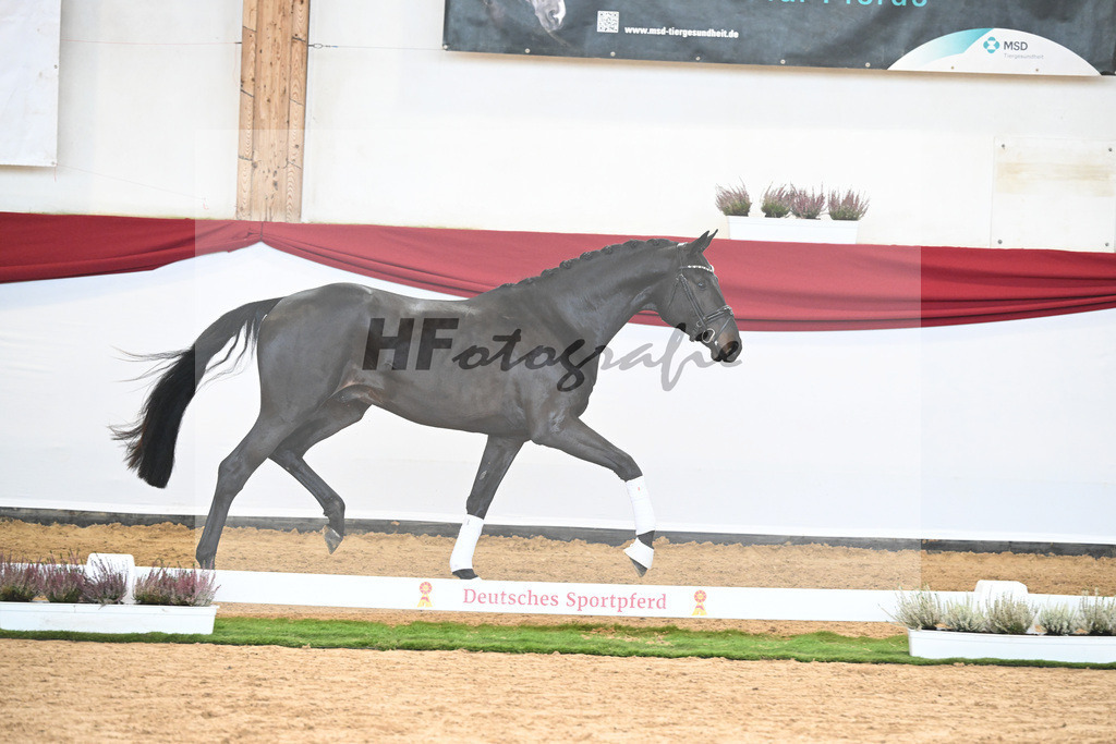 Kat-Nr. 58 Zauberlehrling PS x Escolar_Sprehe_47240822 | hf-fotografie - Realizzato con Pictrs.com