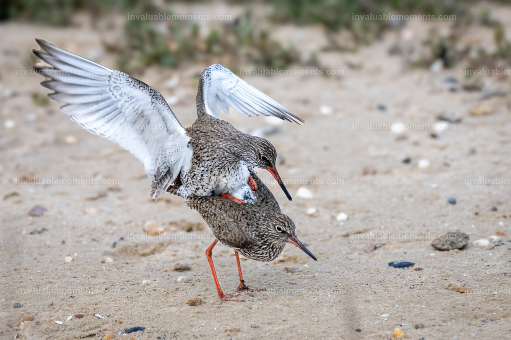 DSC_7124 | invaluablemoments.com - Realisiert mit Pictrs.com