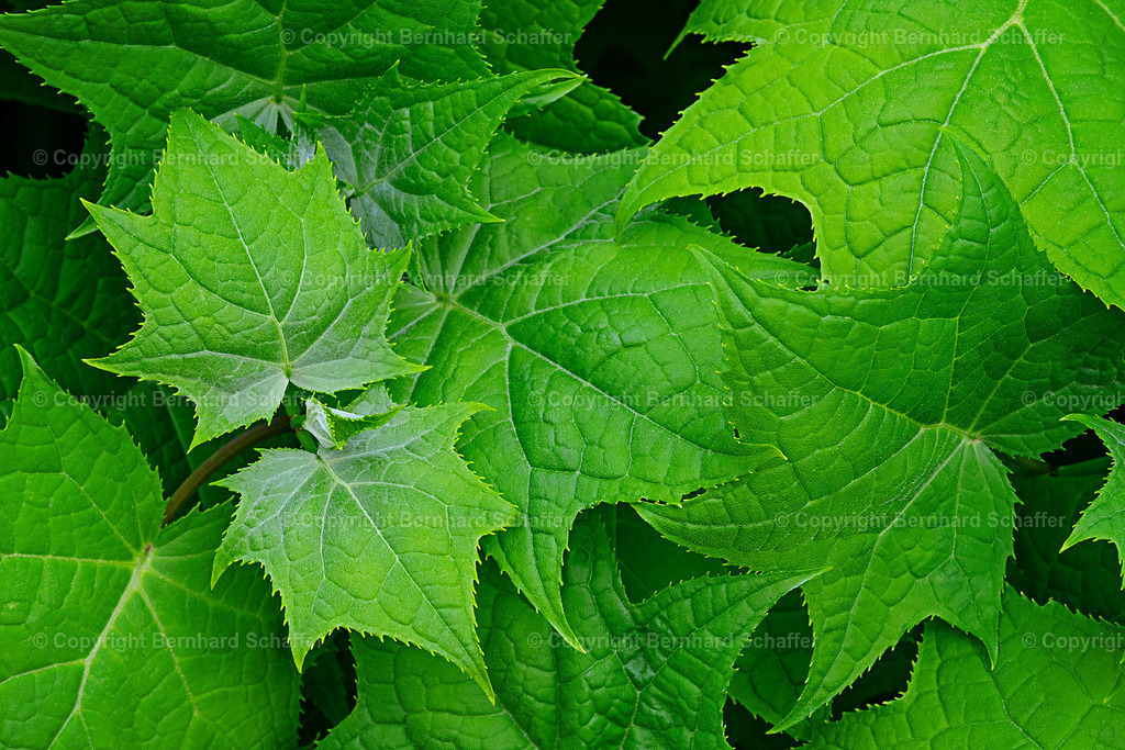 Ahornstrauch | Grüne Ahornblätter am Busch. - Realisiert mit Pictrs.com