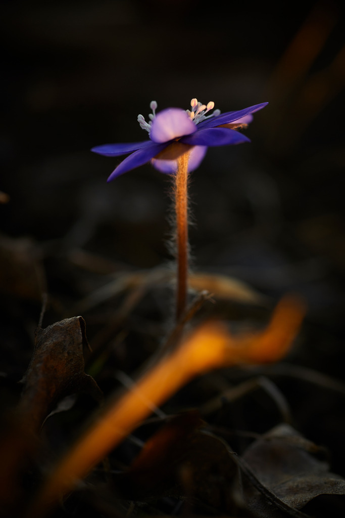 Leberbluemchen am Waldboden | Wien, Austria - March 08, 2014: Leberbluemchen am Waldboden. - Realisiert mit Pictrs.com