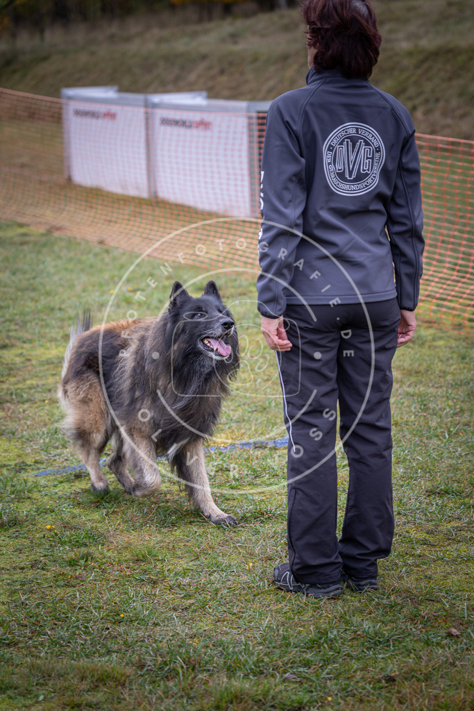 Pfotenfotografie_DV3A9275 | Hundefotografie, Tierfotograf, Pfotenfotografie, Fotoshooting Hund, Hunde Portrait, Hundesport, Hundeportraits, Heideshooting, Hunde, Sportfotograf, Hundefotograf, Turnierhundsport, THS,  - Realisiert mit Pictrs.com
