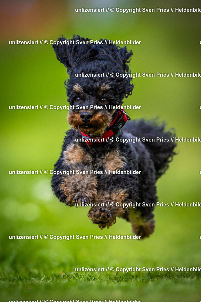 Sven Pries | 2025-04-13 - Hunderennen Baden-Baden - Realisiert mit Pictrs.com