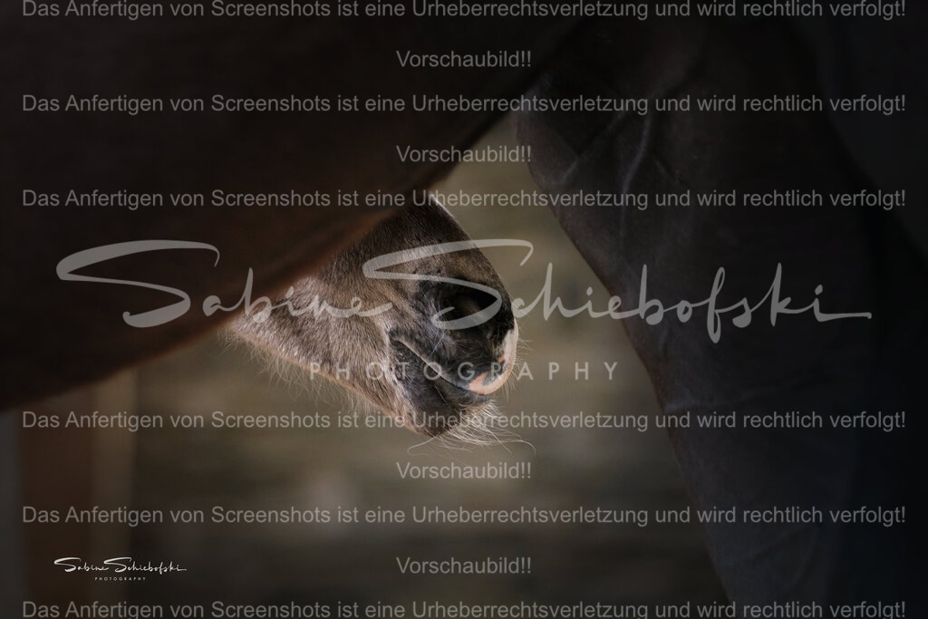 "Elli" | Unter dem Bauch der Mutterstute lugt die Nase des Fohlens hervor - Realisiert mit Pictrs.com