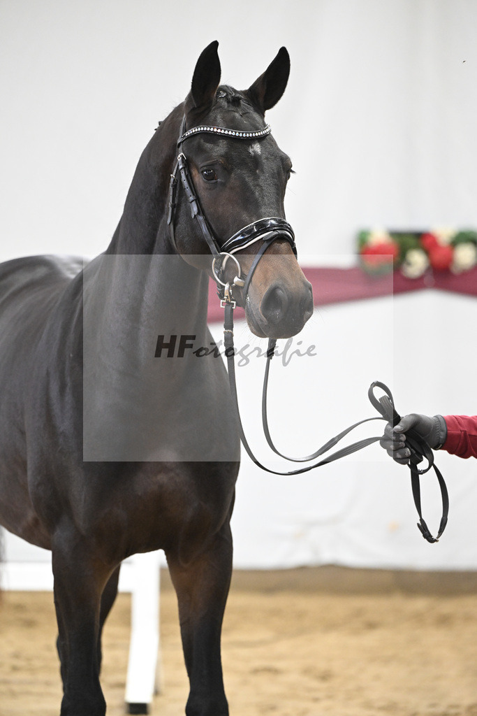 Kat-Nr. 78 Conthalou x Cornet Obolensky_Benjamin Maier_47252726 | hf-fotografie - Realisiert mit Pictrs.com