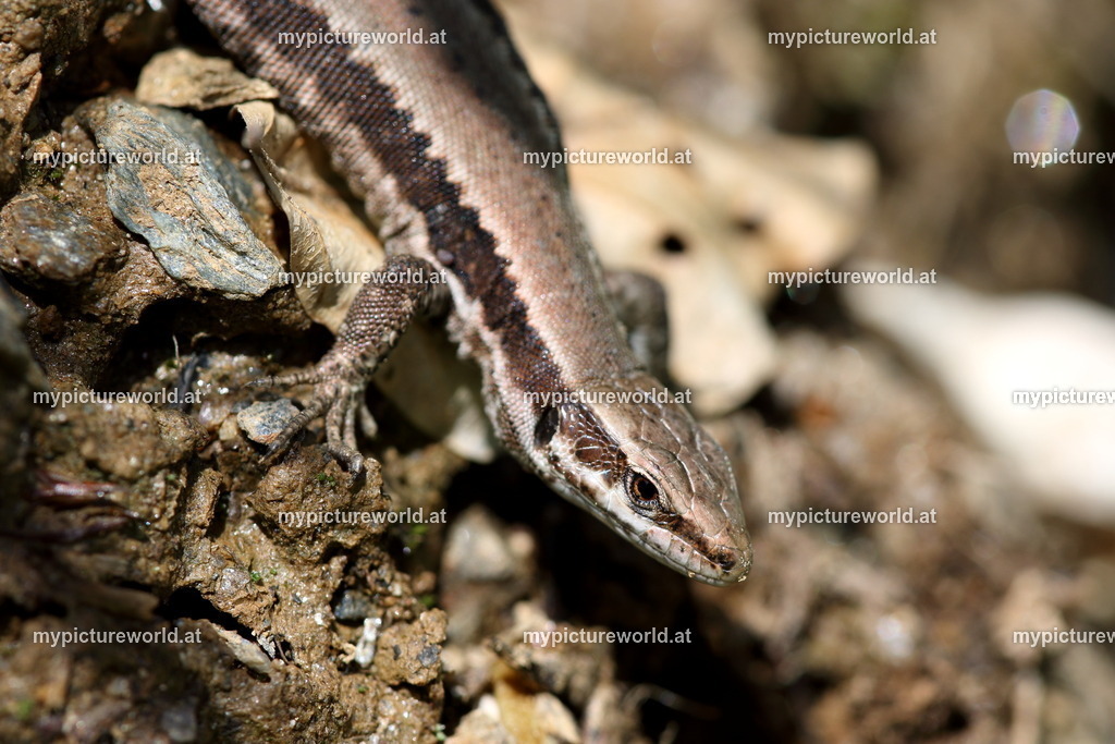 Mauereidechse-016 | Das Bilderarchiv über Tiere, Planzen und Landschaften. In der Bilddatenbank finden Sie ein große Auswahl an hochwertigen Bilder für Ihre Werbung - Realisiert mit Pictrs.com