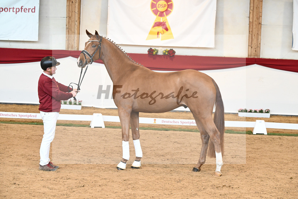 Kat-Nr. 53 Va Bene x Locksley III_Albert_43230917 | hf-fotografie - Realisiert mit Pictrs.com