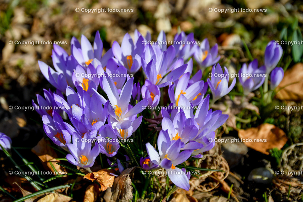 Botanischer Garten_ Friedrich Schwarz_ 08.03.2022-13 | 08.03.2022, Linz, AUT, Botanischer Garten Linz, im Bild Krokuss