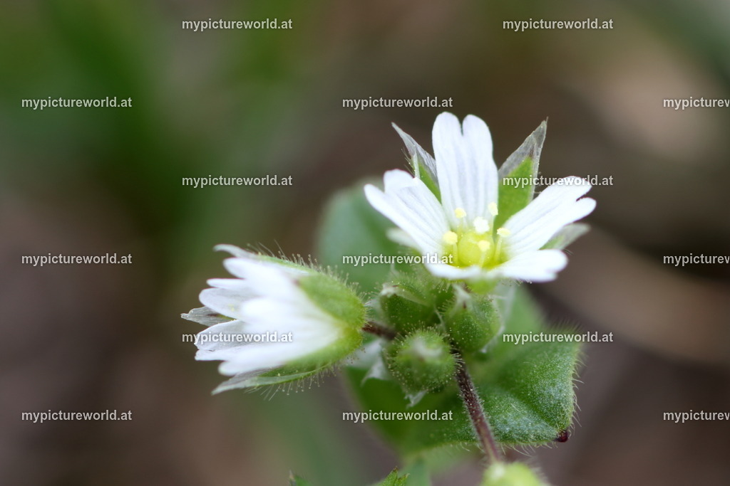 Knäuel-Hornkraut-001 | Das Bilderarchiv über Tiere, Planzen und Landschaften. In der Bilddatenbank finden Sie ein große Auswahl an hochwertigen Bilder für Ihre Werbung - Realized with Pictrs.com