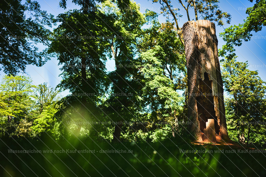 Leipzig Grünau Schönauer Park, Baumrest (Sommer 2026) | Leipzig Grünau Schönauer Park, Baumrest (Sommer 2026) - Realisiert mit Pictrs.com