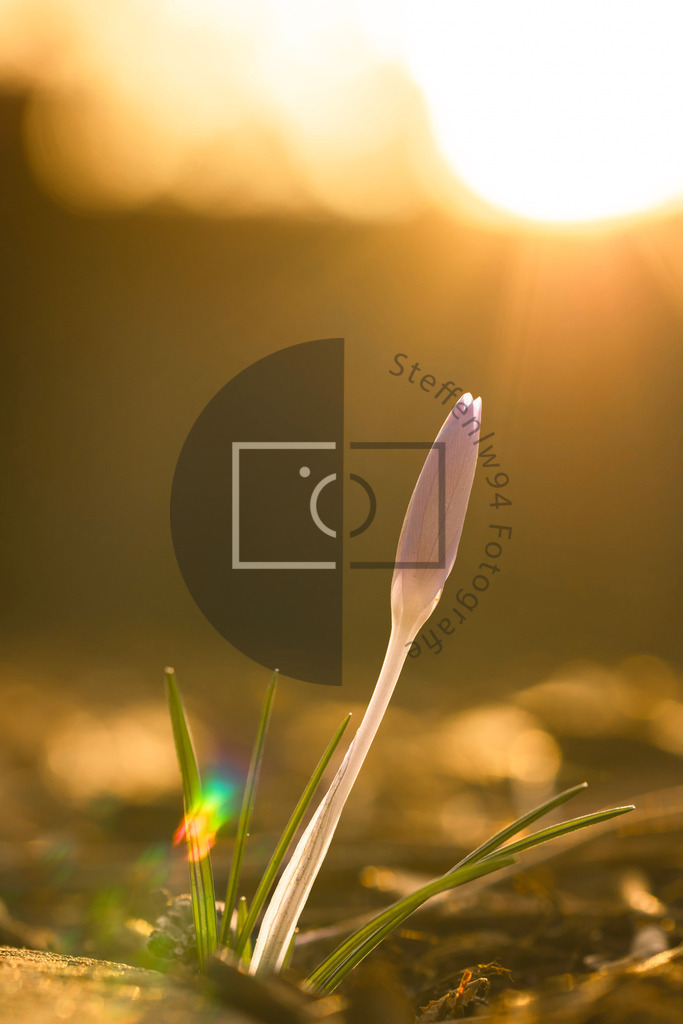 Wandbild Krokusse im Sonnenuntergang | Ich bin Fotograf und auf meiner Webseite hast du die Möglichkeit meine fotografie als Wandbilder druckfertig für dein Zuhause zu bestellten. - Realisiert mit Pictrs.com
