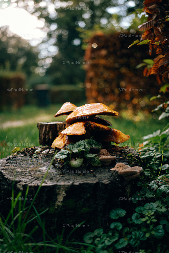 20221020_PaulHense_S0029_DSC00085 | paulhense - Realisiert mit Pictrs.com