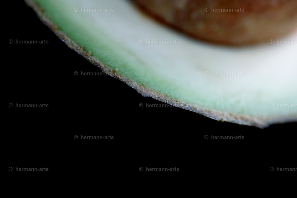 Fruits-Art-043 | Photo Foto Kunst Art schwarzweiss Bilder Rheine Münster Berlin Blumen 