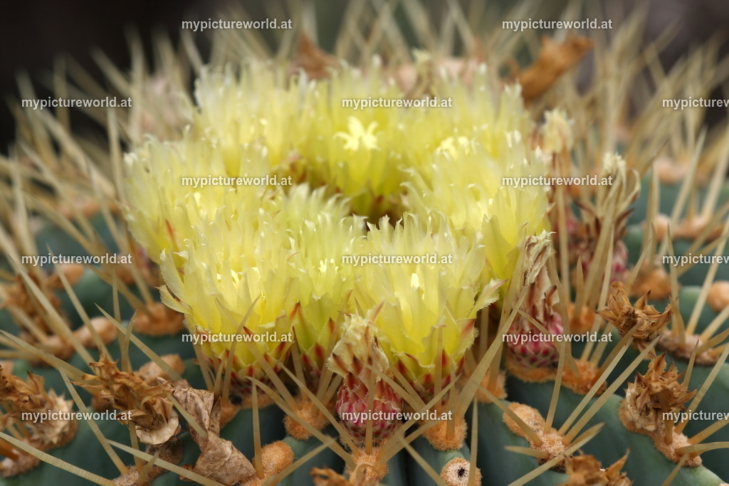 Ferocactus glaucescens-001 | Das Bilderarchiv über Tiere, Planzen und Landschaften. In der Bilddatenbank finden Sie ein große Auswahl an hochwertigen Bilder für Ihre Werbung - Realized with Pictrs.com