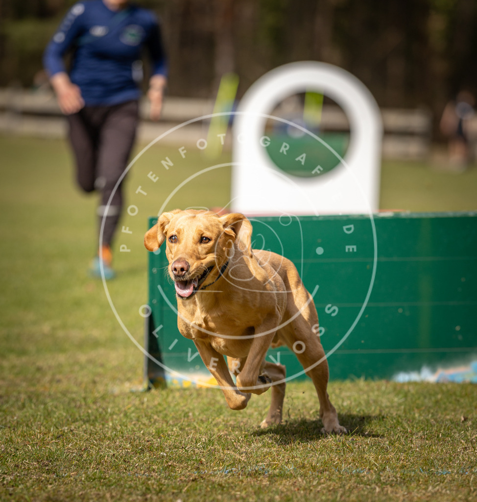 Pfotenfotografie_DV3A0372 | Hundefotografie, Tierfotograf, Pfotenfotografie, Fotoshooting Hund, Hunde Portrait, Hundesport, Hundeportraits, Heideshooting, Hunde, Sportfotograf, Hundefotograf, Turnierhundsport, THS,  - Realisiert mit Pictrs.com
