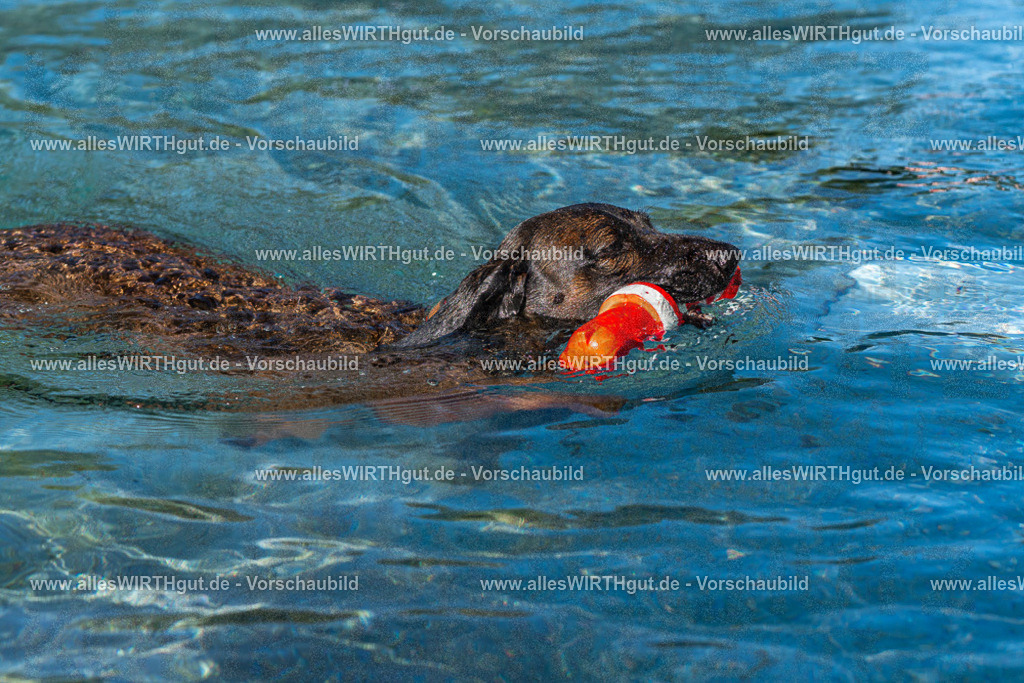 Hundeschwimmen_Volksbad_2026-allesWIRTHgut_Tierfotografie-2609061028-FAY05901 | Professionelle Tierfotografie in Mönchengladbach von Daniel Wirth (allesWIRTHgut). Liebevolle & natürliche Bilder von Hunden & Katzen für unvergessliche Erinnerungen.