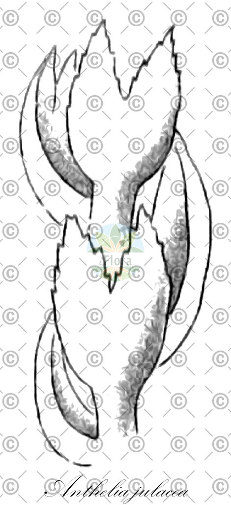 Histabb_EMP_117640_SRC_Koehler_1887_SIMPLE | Historische Abbildung von Anthelia julacea - Antheliaceae | Historical Illustration of Anthelia julacea - Antheliaceae