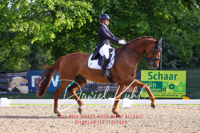 DKP41589 | Deine Turnierfotos vom Reitturnier online kaufen: Dressur, Springen & Siegerehrung. Professionelle Pferdefotografie aus dem Rheinland – als Download & Print.Alternative: Turnierfotograf für den Pferdesport: Finde deine Fotos von Dressur- und Springturnier