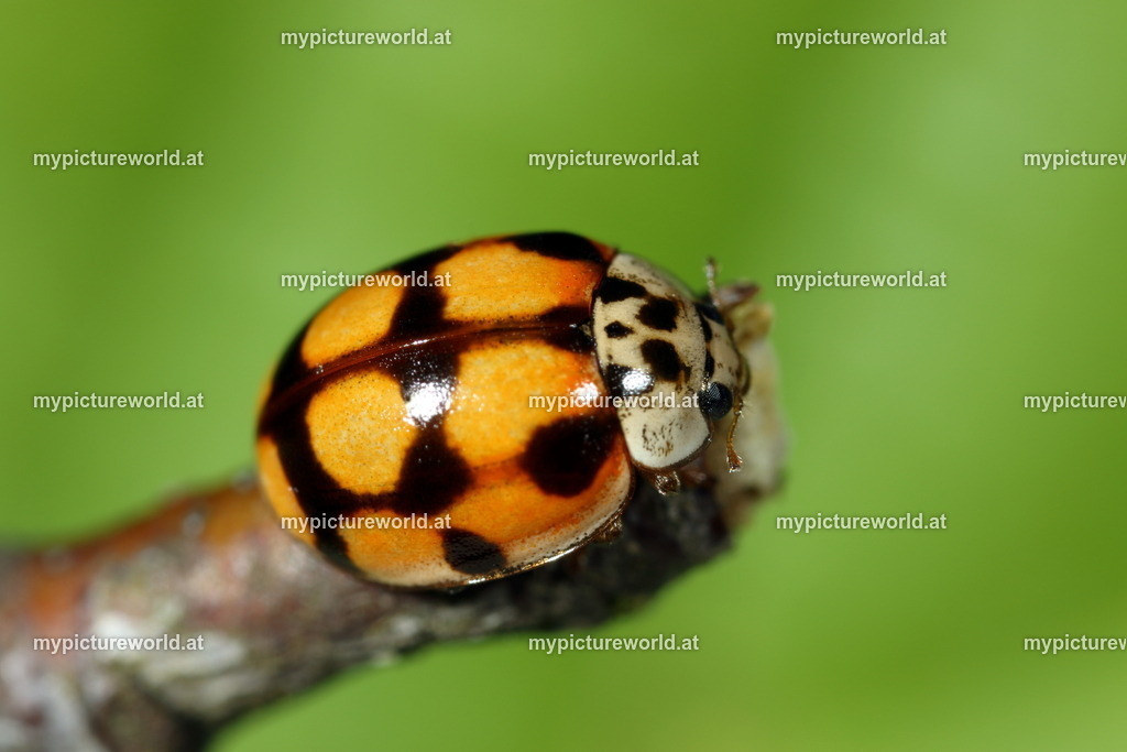 Adalia decempunctata-002 | Das Bilderarchiv über Tiere, Planzen und Landschaften. In der Bilddatenbank finden Sie ein große Auswahl an hochwertigen Bilder für Ihre Werbung - Realisiert mit Pictrs.com