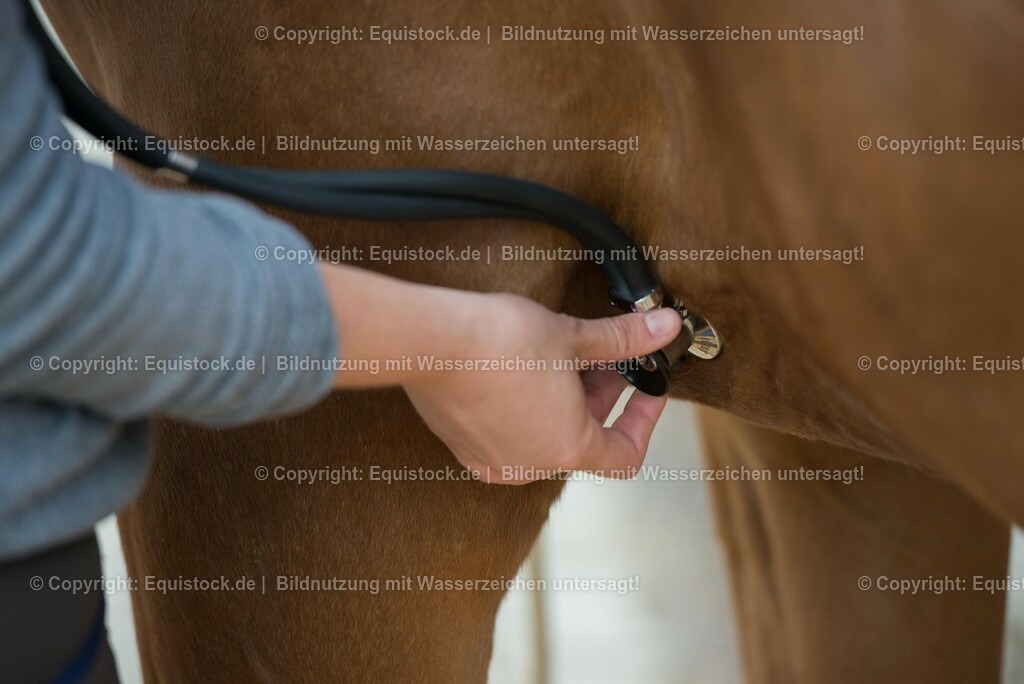 20180516_Vitalfunktionen_Pferd_0015 | equistock