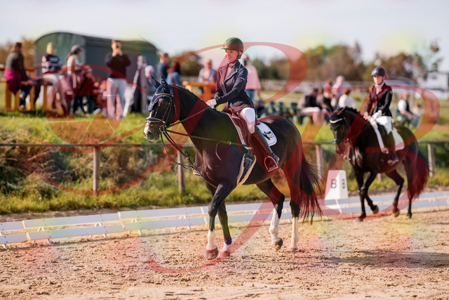 2026_10_03_Siefer-Hof_121330_Z81_13703511 | Professionelle Reitsport-, Turnier- und Eventfotografie von Robert Broda. Galerien mit ausgewählten und bearbeiteten Bildern direkt online ansehen und bestellen.
