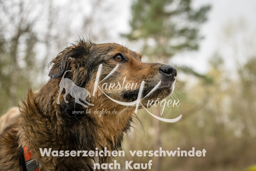 1017_ZZ92915-Bearbeitet | kk-dogfotos