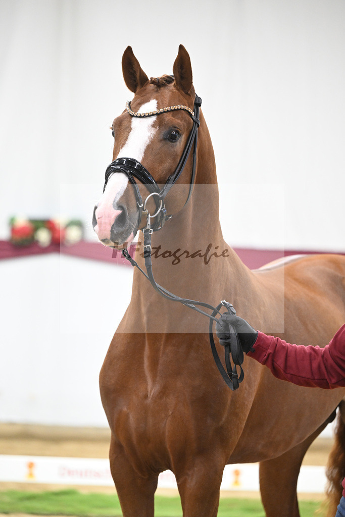 Kat-Nr. 140 Juwel x Vitalis_BG Westhoff u Rothenberger_47253137 | hf-fotografie - Realisiert mit Pictrs.com