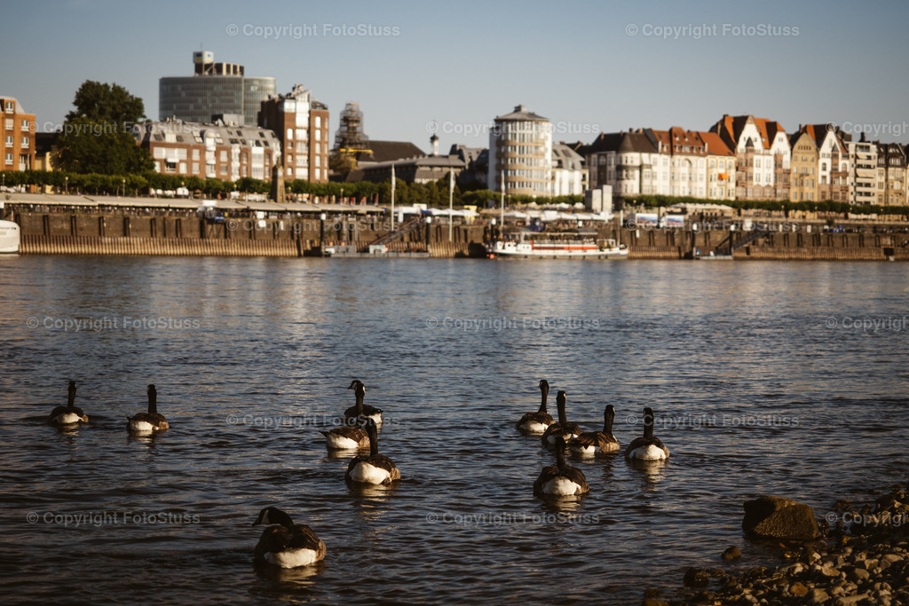 Vögel auf dem Rhein vor der Düsseldorfer Altstadt | Vögel schwimmen auf dem Rhein vor der Düsseldorfer Altstadt. - Realisiert mit Pictrs.com