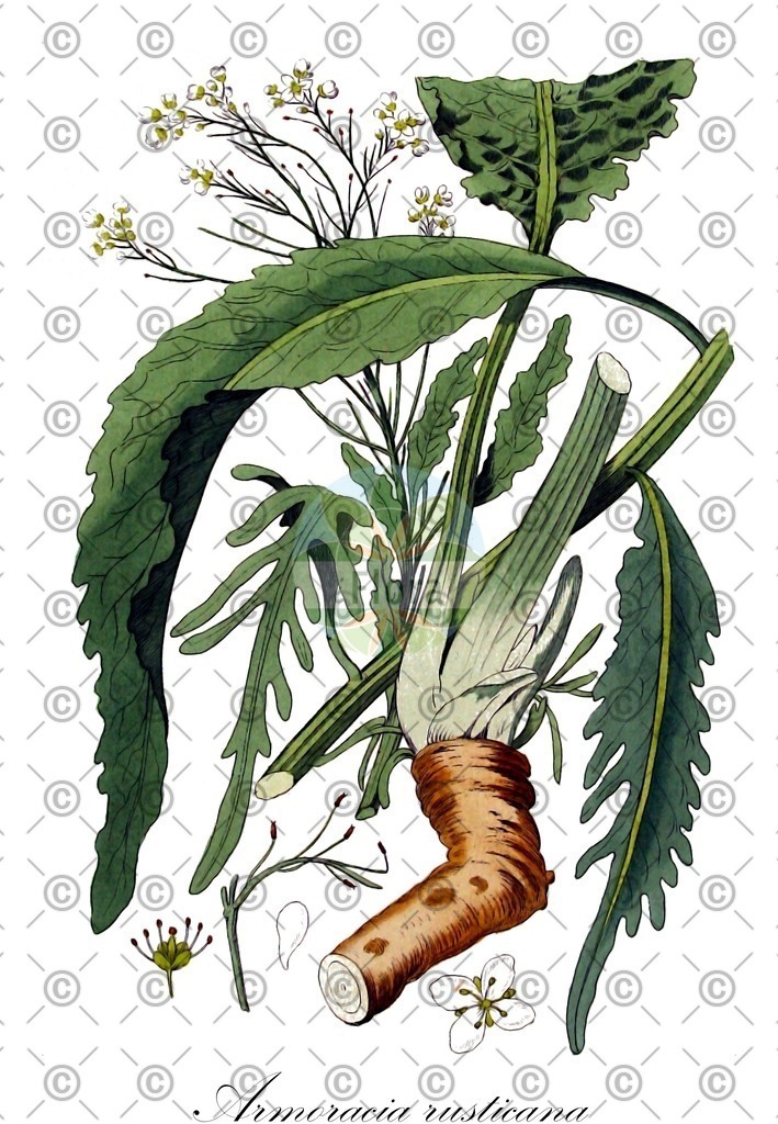 HistAbb_wfo-0000549469_3_ENZY_Simple | Historische Abbildung von Armoracia rusticana - Brassicaceae (Meerrettich) | Historical Illustration of Armoracia rusticana - Brassicaceae