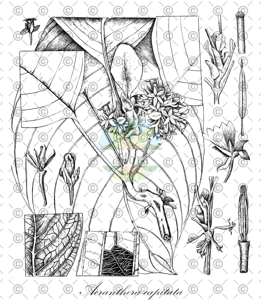 HistAbb_wfo-0000378313_1_ENZY_Simple | Historische Abbildung von Acranthera capitata - Rubiaceae | Historical Illustration of Acranthera capitata - Rubiaceae