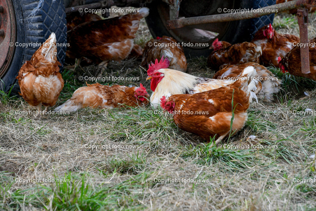Deutschland_ Baden-Wuerttemberg_ Ebersbach an der Fils_ 23.07.2025-21 | 23.07.2025, Deutschland, GER, Baden-Wuerttemberg, Ebersbach an der Fils, im Bild Themenbild, Landwirtschaft, Bauernhof, Tiere, Huhn, Huehner, Hühner, Hennen, Haehne, Hahn, Hähne, Helndl, Freilandhuehner, Freilandhaltung,  Nutztiere, Feature, Symbolbild