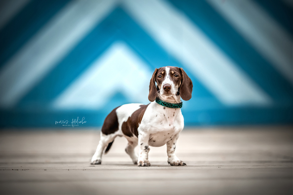 4M7A9634 | maris-fotoliebe - Realisiert mit Pictrs.com