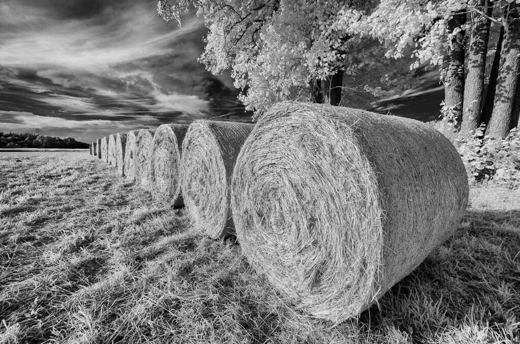 deutschland-2018-250 | Wie von Künstlerhand arrangiert: Strohballen auf einem Feld am Selker Noor im heißen Sommer 2018. Das Bild entstand mit einer Nikon D7000, die für Infrarot-Fotografie in Schwarzweiß umgebaut wurde. - Realisiert mit Pictrs.com