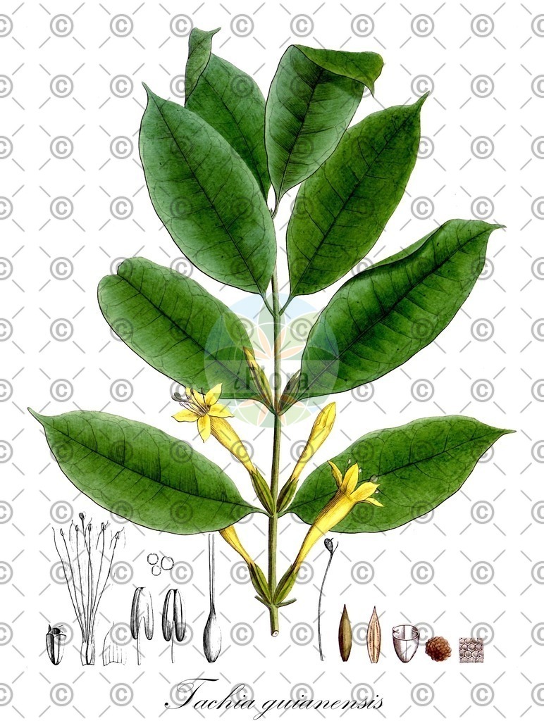 HistAbb_EMP_141960_1_SIMPLE | Historische Abbildung von Tachia guianensis - Gentianaceae | Historical Illustration of Tachia guianensis - Gentianaceae